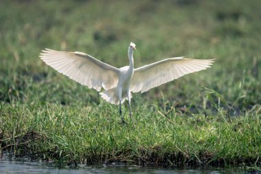 Nehir kıyısına büyük balıkçıl konar kanatlarını açar.