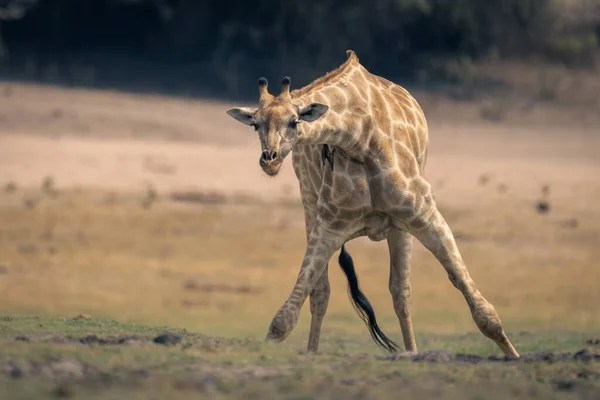 Mulher Girafa Sul Joga Pernas Lado Rio — Fotografia de Stock