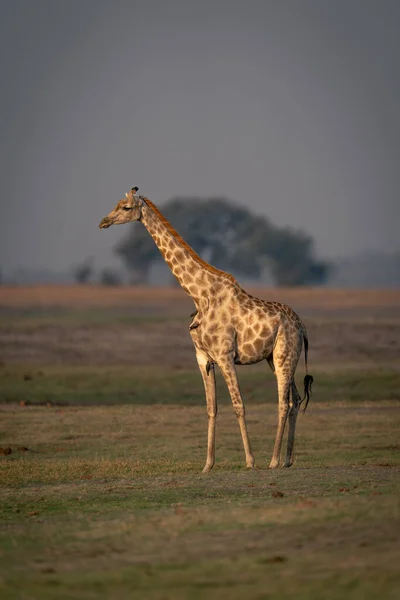 Vrouwelijke Zuidelijke Giraffe Staat Grasvlakte — Stockfoto