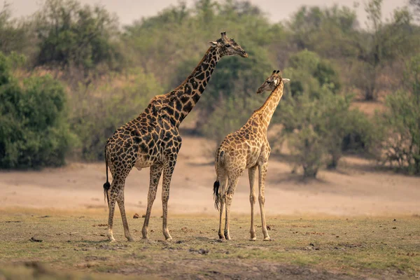 Südliches Giraffenweibchen Wendet Sich Männchen — Stockfoto