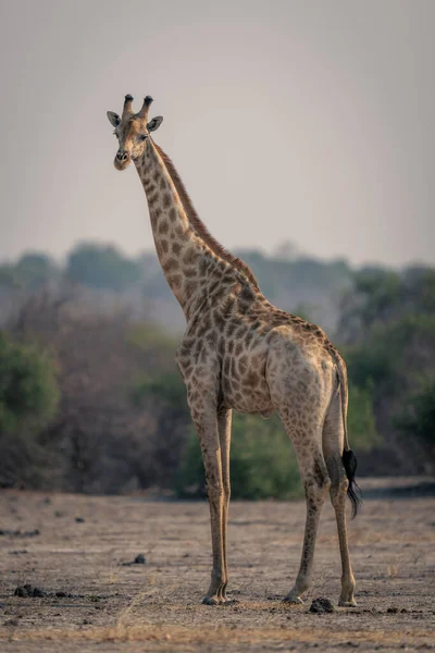 Dişi Güney Zürafası Kameraya Doğru Dönüyor — Stok fotoğraf