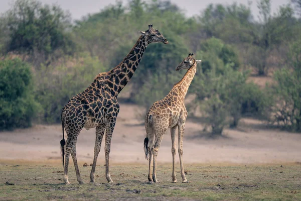 Girafe Méridionale Femelle Retourne Mâle — Photo