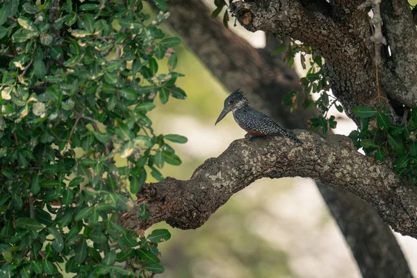 Gigante Kingfisher Olha Para Baixo Árvore Frondosa — Fotografia de Stock
