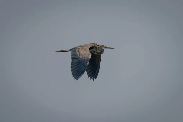 Goliat Heron Flyger Perfekt Blå Himmel — Stockfoto