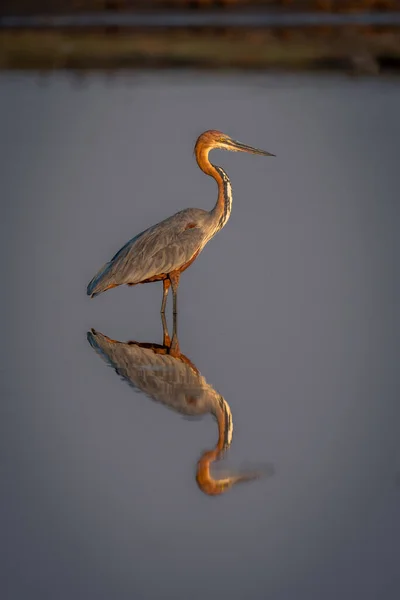 Goliath Heron Stands 프로필 — 스톡 사진