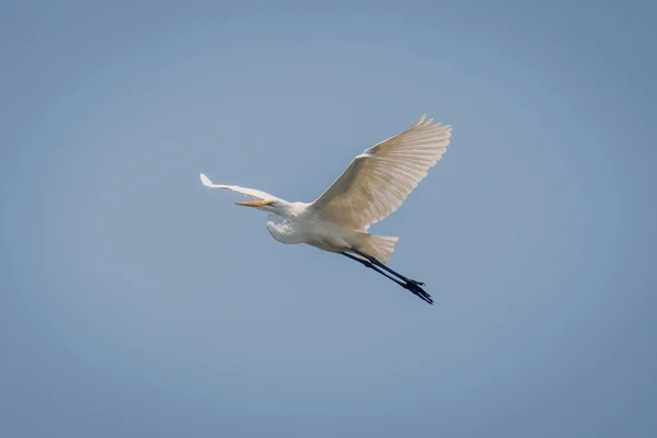 Great Egret Flies Overhead Blue Sky — Stock Photo, Image