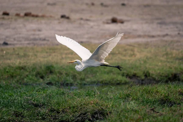 Μεγάλος Αγριόγαλος Πετάει Πάνω Από Όχθες Του Ποταμού Σηκώνοντας Φτερά — Φωτογραφία Αρχείου