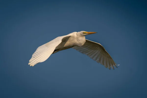 Silberreiher Fliegt Mit Hängenden Flügeln Durch Den Himmel — Stockfoto