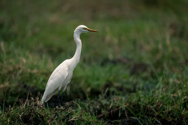 长满青草的河岸上的大白鹭 — 图库照片