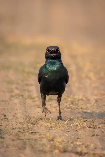 Greater Blue Eared Starling Crosses Sand Camera — Stock Photo, Image