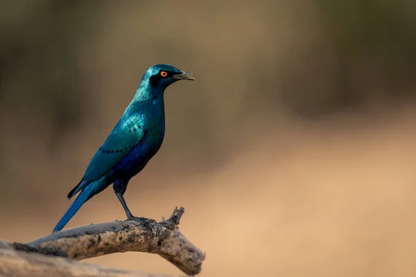 Greater Blue Eared Starling Profile Branch — Stok Foto