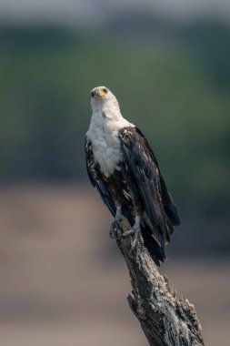 Genç Afrika balık kartalı ölü dalda