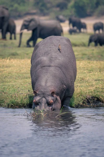 Hippo Entra Rio Com Oxpecker Nas Costas — Fotografia de Stock