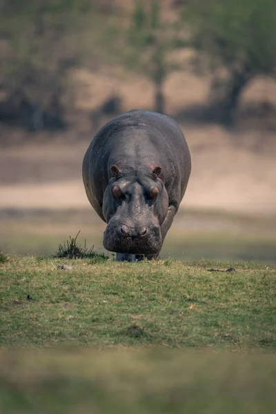 Hippo Tient Face Caméra Sur Plaine Inondable Herbeuse — Photo