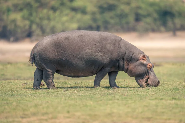Des Peuplements Hippopotames Pâturent Sur Une Plaine Inondable Montrant Des — Photo