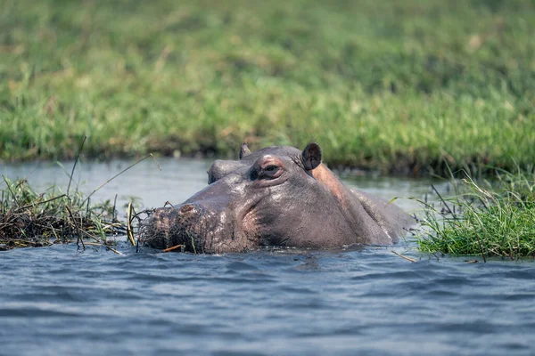 Hippo Assiste Câmera Rio Sol — Fotografia de Stock