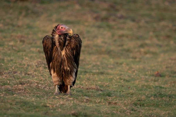 Lappet Faced Vulture Stands Turning Head Grass — Stock Photo, Image