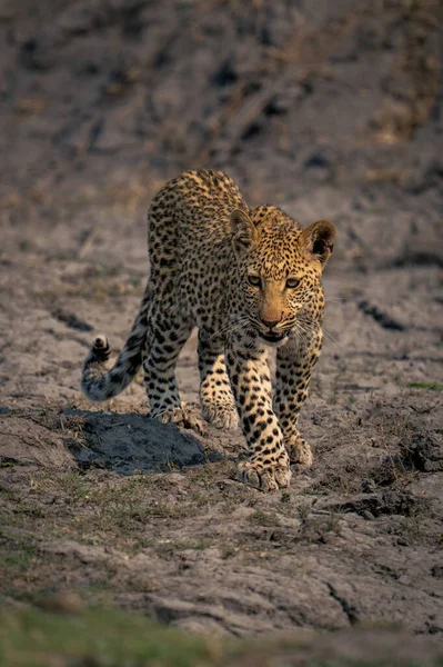 Leopardí Mládě Kříží Zaschlé Bahno Slunci — Stock fotografie