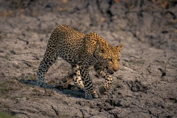 Cubo Leopardo Cruza Lama Seca Levantando — Fotografia de Stock