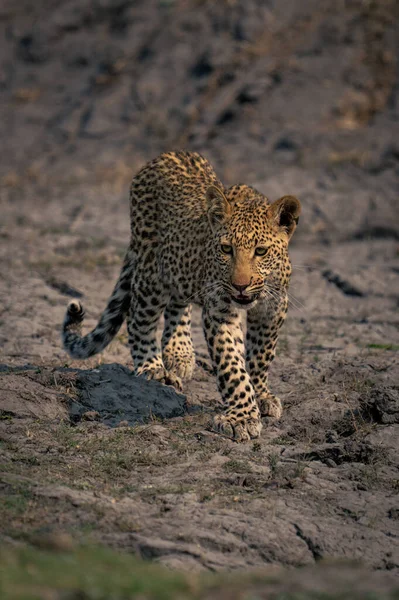 Leopardí Mládě Kříží Suchou Řečiště Zvedání Nohou — Stock fotografie