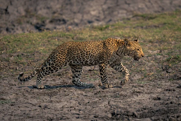 Leopard Cub Crosses Dry Riverbed Sun — Stock Photo, Image