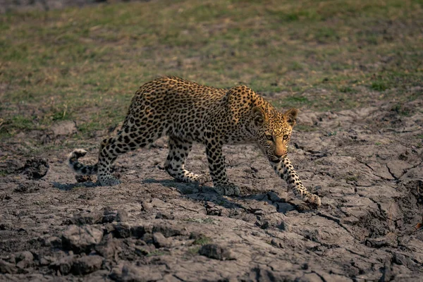 Детеныш Леопарда Скрещивает Сухое Русло Реки Поднимая Лапу — стоковое фото