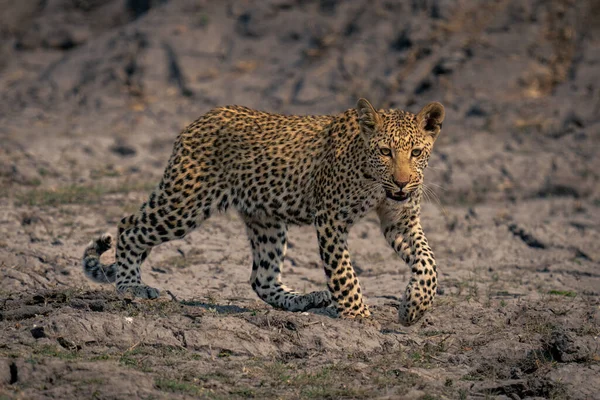 Cachorro Leopardo Cruza Soleado Lecho Del Río Levantando Pata — Foto de Stock