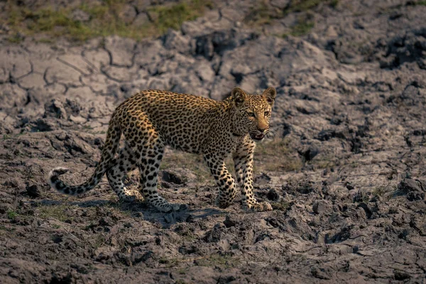 Leopard Cub Διασχίζει Ξηρά Κοίτη Ποταμού Άνοιγμα Στόμα — Φωτογραφία Αρχείου