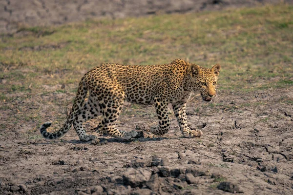 Leopardí Mládě Slunci Kříží Suché Koryto Řeky — Stock fotografie