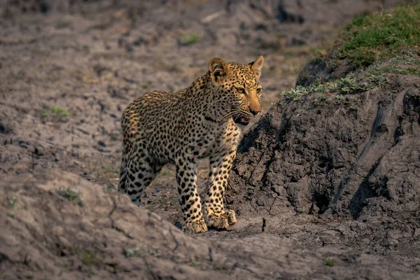 Leopard Cub Στέκεται Ανάμεσα Στις Όχθες Της Γης — Φωτογραφία Αρχείου