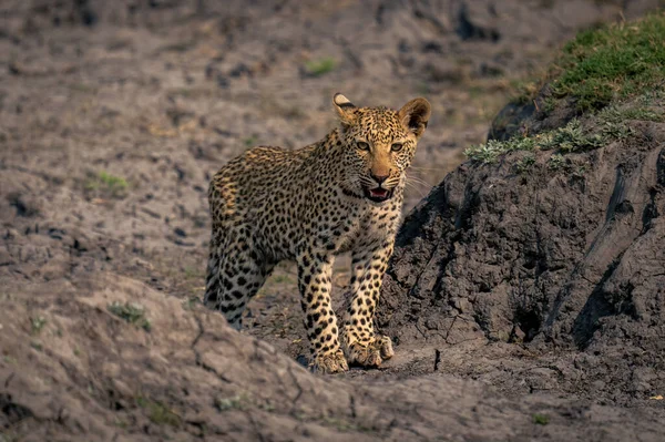 Leopard Cub Στέκεται Μεταξύ Ξηρά Όχθες Του Εδάφους — Φωτογραφία Αρχείου