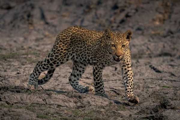 Cachorro Leopardo Camina Través Del Lecho Del Río Levantando Pie — Foto de Stock