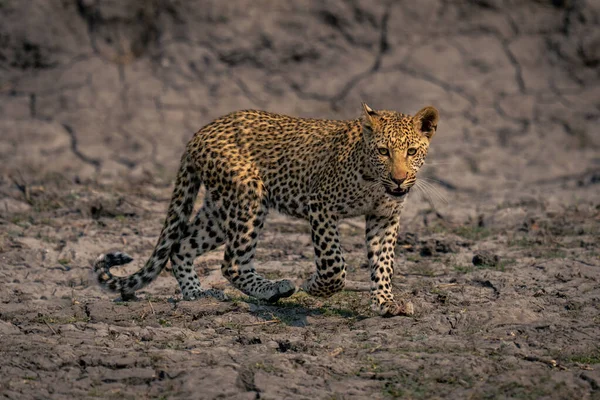 Cachorro Leopardo Camina Través Del Lecho Del Río Levantando Pata — Foto de Stock