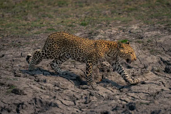 Leopard Cub Περπατά Κατά Μήκος Της Κοίτης Του Ποταμού Ανύψωση — Φωτογραφία Αρχείου