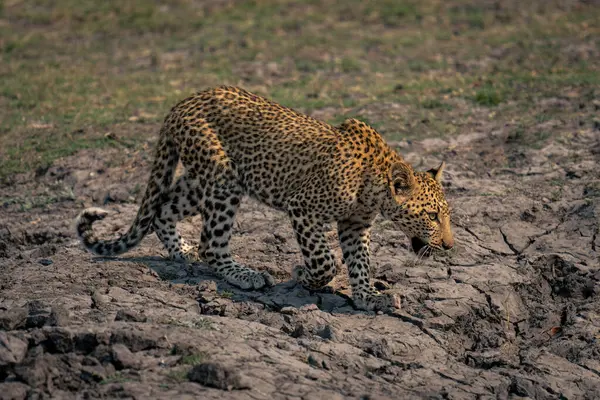 Leopardí Mládě Kráčí Podél Koryta Řeky Zvedá Tlapy — Stock fotografie