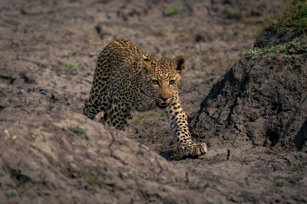 Детеныш Леопарда Ходит Между Берегами Сухой Земли — стоковое фото