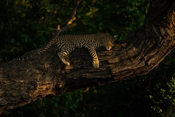 Leopard Ligger Solljus Träd Tittar Ner — Stockfoto