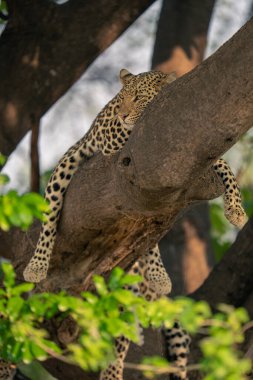 Leopar ağaçta uzanıyor.