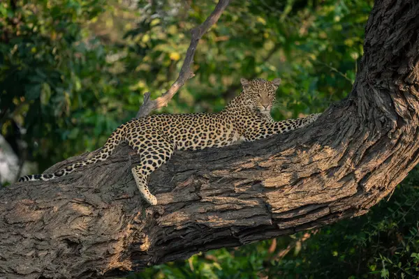 Leopard Makaa Horisontaalinen Haara Etsii Alas — kuvapankkivalokuva