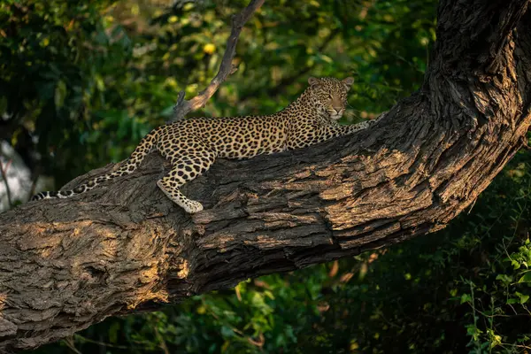 Leopardo Encontra Ramo Horizontal Olhando Abaixo — Fotografia de Stock