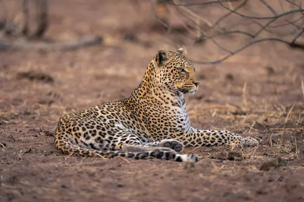 Leopardo Giace Sulla Sabbia Tenendo Testa Alta — Foto Stock