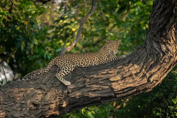 Leopard Ligger Horisontell Gren Stirrar Ner — Stockfoto