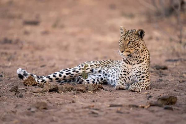 Leopard Liegt Auf Sand Der Nähe Von Elefantendung — Stockfoto