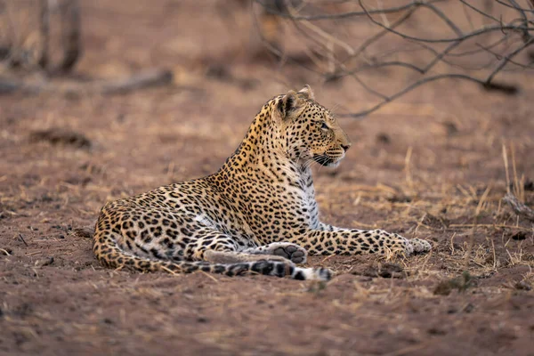 Leopardo Jaz Areia Cabeça Erguida — Fotografia de Stock