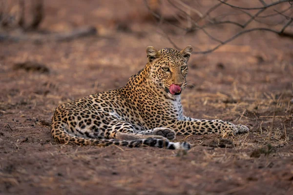 Leopardo Trova Sabbia Terra Leccare Labbro — Foto Stock