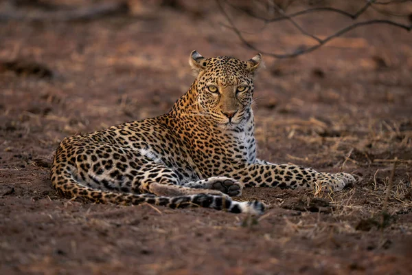 Leopard Liegt Auf Sandigem Boden Vor Kamera — Stockfoto