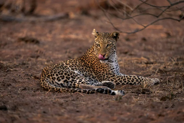 Leopard Liegt Auf Sandigem Boden Und Leckt Lippen — Stockfoto