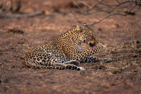 Leopardo Encontra Chão Arenoso Lambendo Pata — Fotografia de Stock