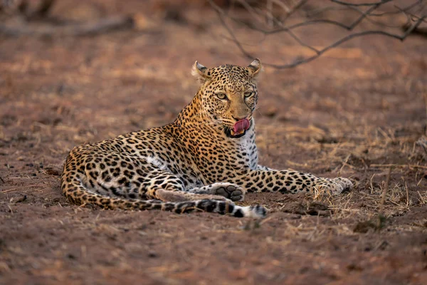 Leopardo Trova Sabbia Terra Leccare Naso — Foto Stock