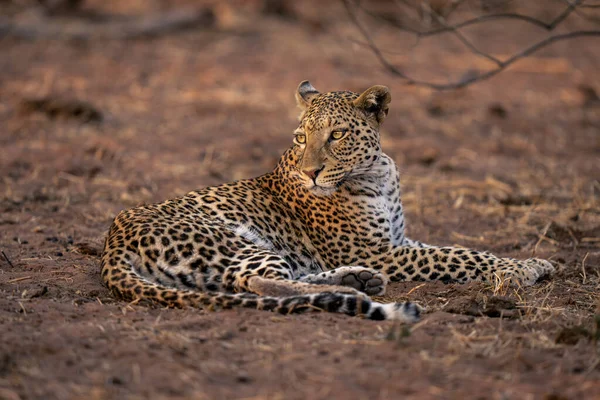 Leopardo Trova Terreno Sabbioso Guardando Indietro — Foto Stock